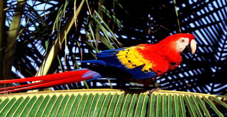 Macaw Red (Ara Macao)