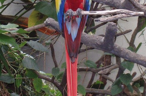 Macaw Red (Ara Macao)