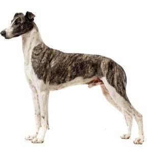 Magyar agár (hungarian greyhound)