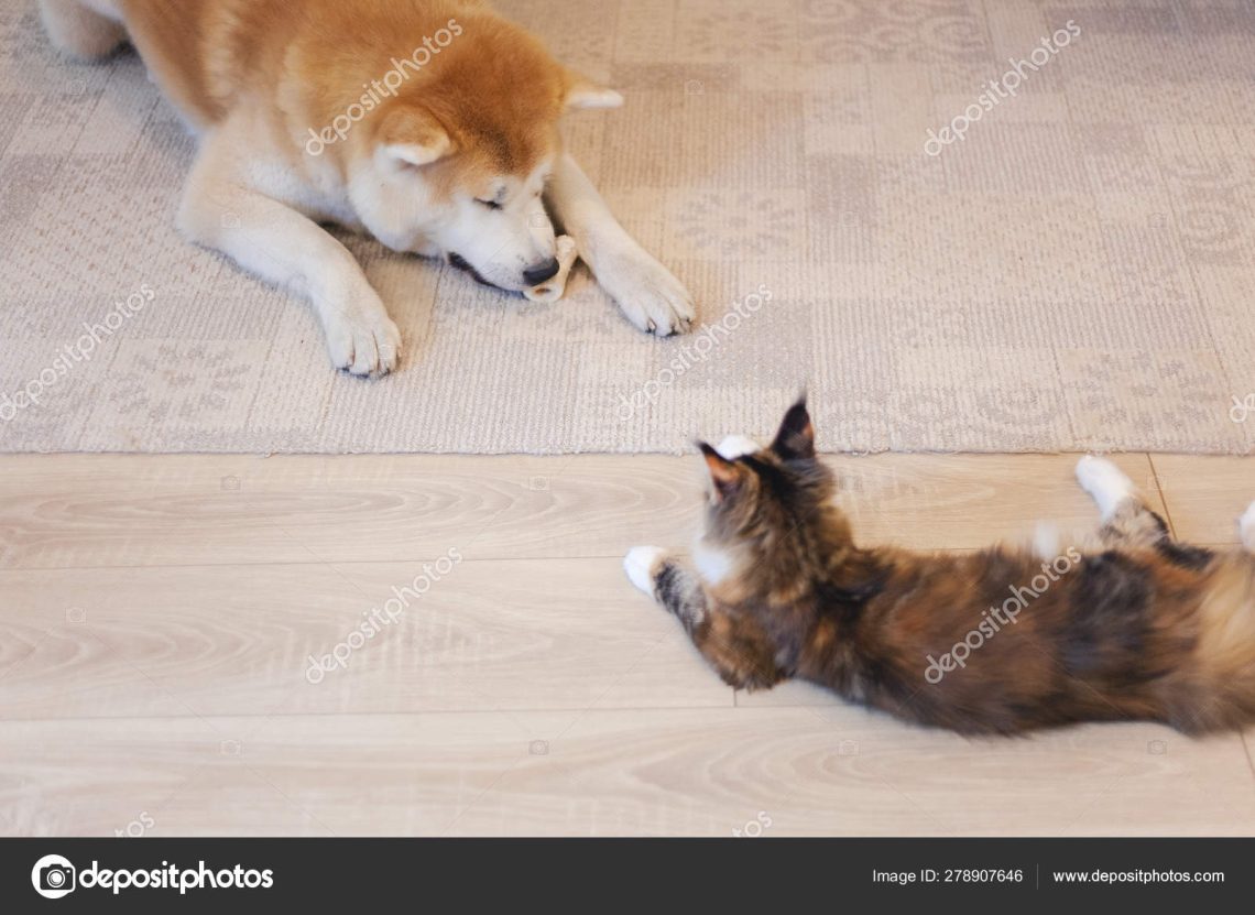 Maine Coon and Akita Inu are best friends!