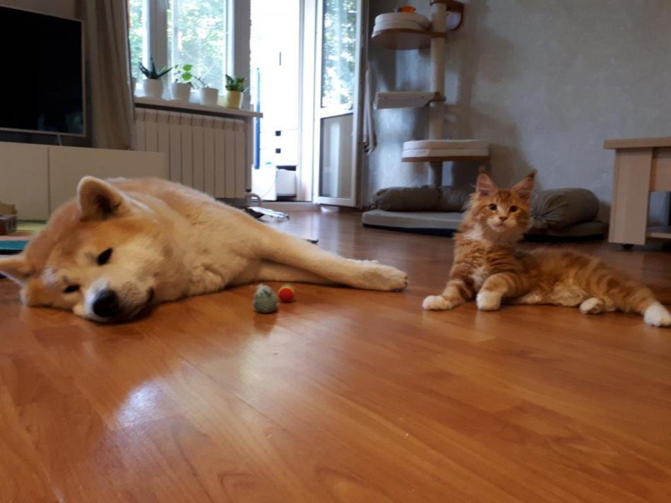 Maine Coon and Akita Inu are best friends!