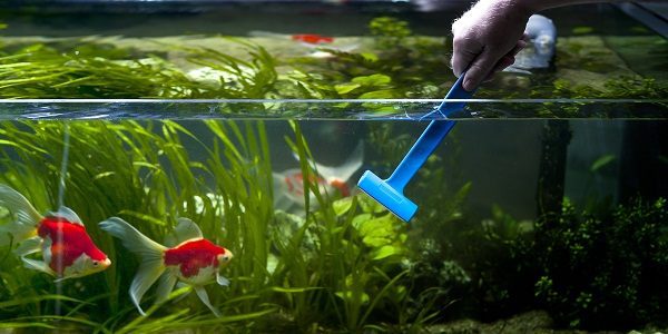 Maintaining cleanliness in the aquarium