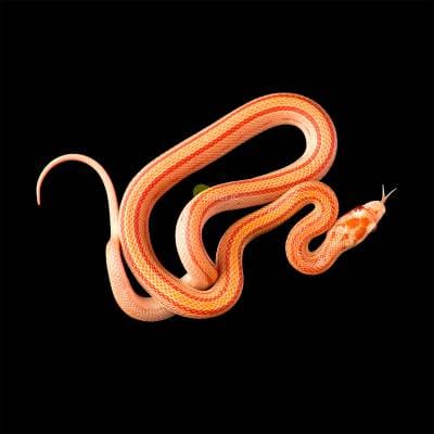 Maize snake: maintenance and care at home
