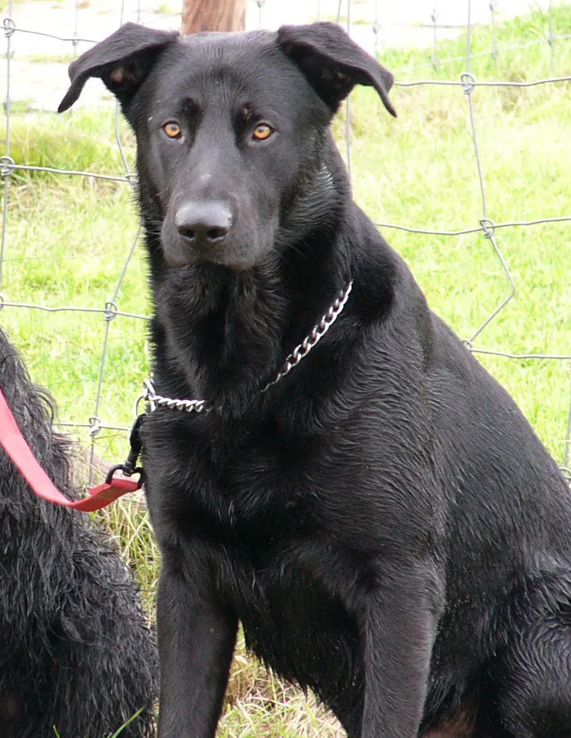 Mallorca Sheepdog