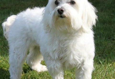 Maltese dog (maltese)
