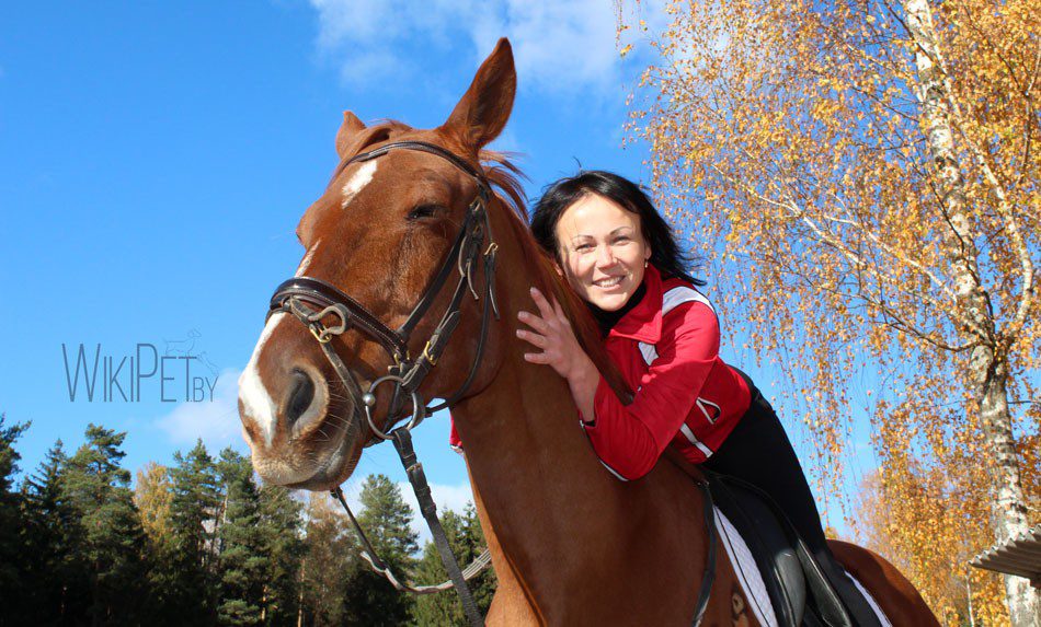 Man and horse: is mutual understanding possible?