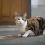 Manhole in the door for a cat, how to do?