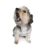 manipulative barking