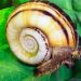 Helena snail: maintenance, breeding, description, photo, compatibility.