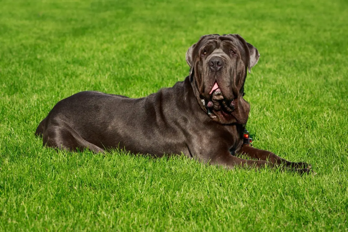 Mastino