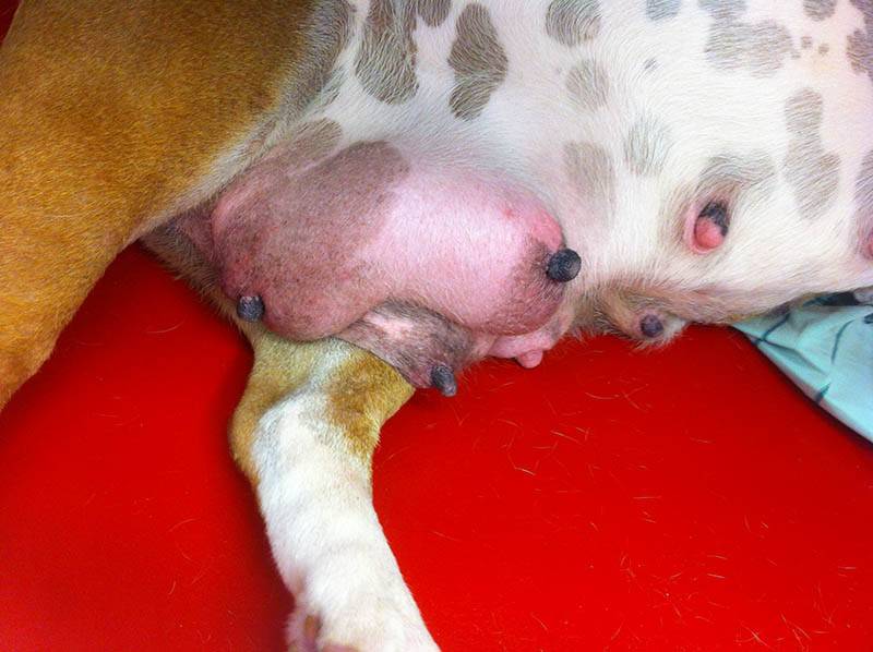 Mastitis in a dog