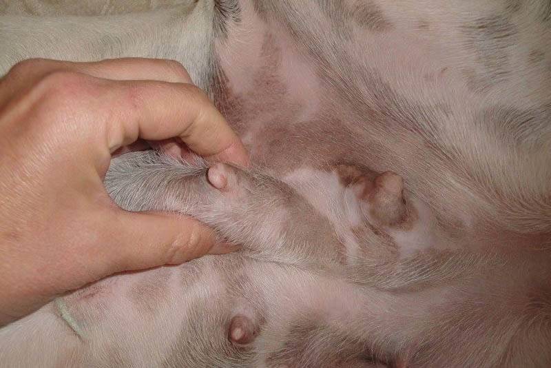 Mastitis in a dog