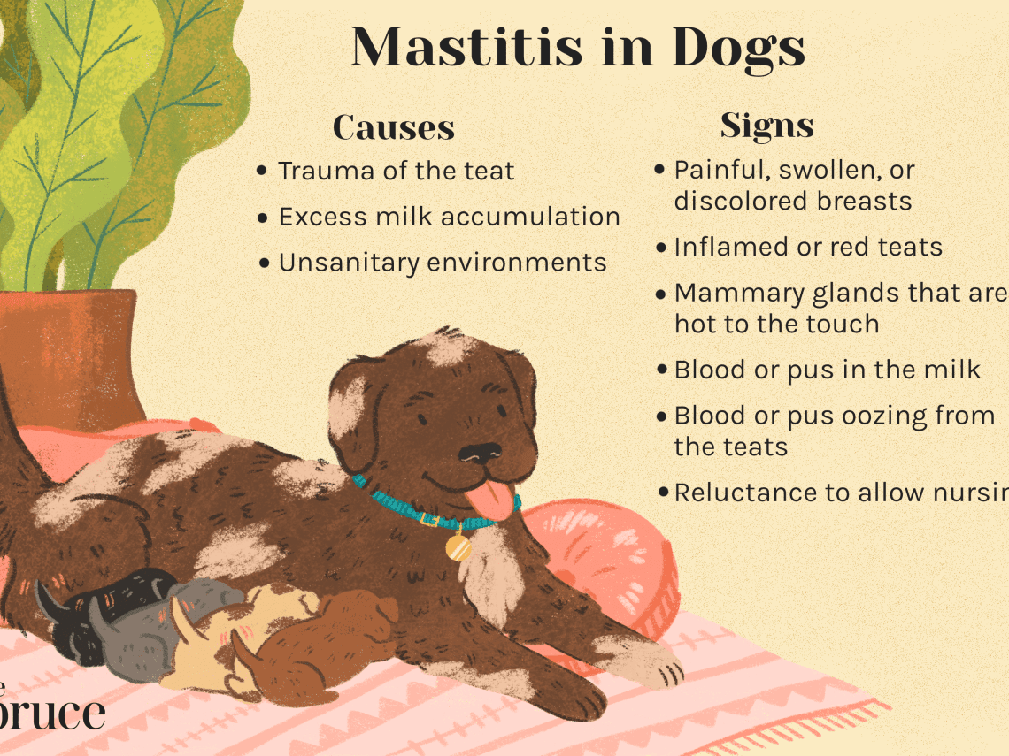 Mastitis in a dog &#8211; information, symptoms, treatment