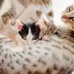 Mastitis in cats