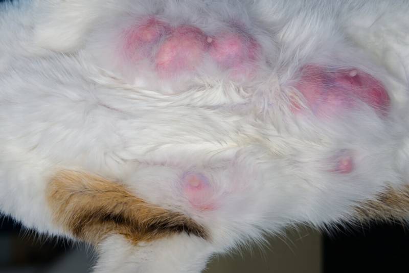 Mastitis in cats