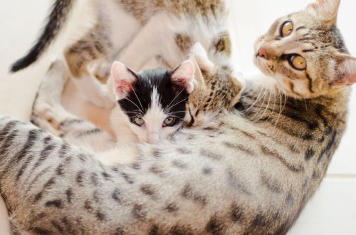 Mastitis in cats