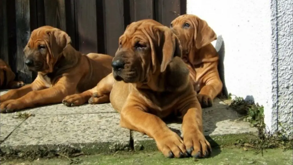 Tosa Inu Puppies