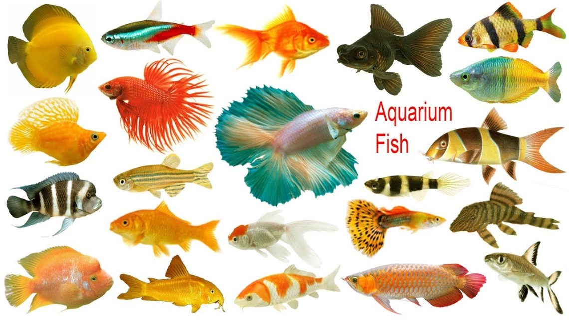 Aquarium Fish Species