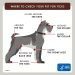First aid for bleeding in dogs