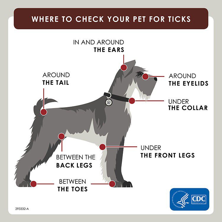 Means for protecting dogs from ticks