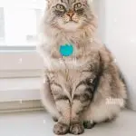 Medallion-address for a cat