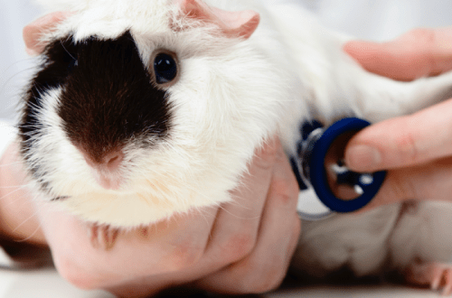 Medical examinations in guinea pigs