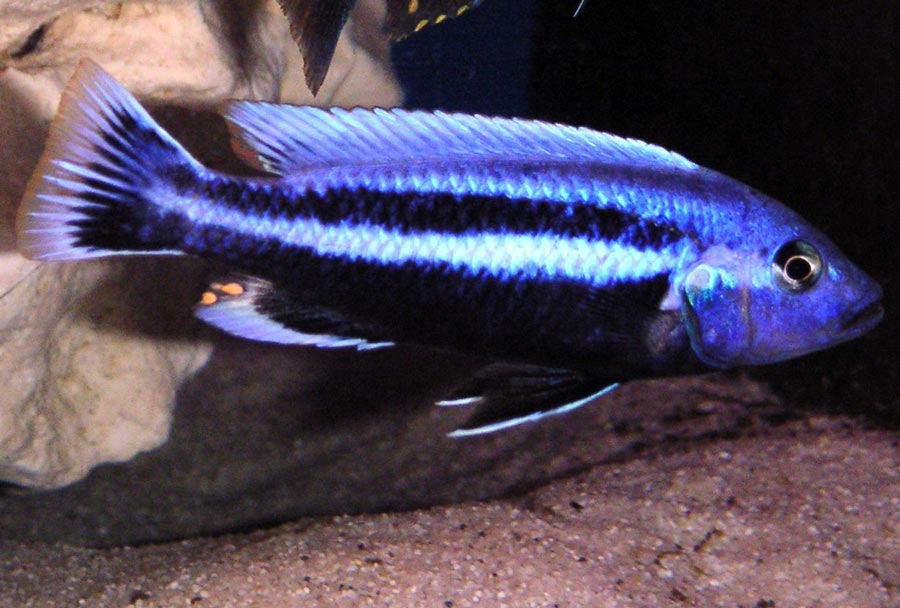 Melanochromis Chipoka