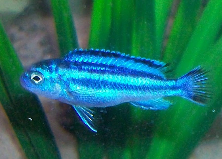 Melanochromis Johanna