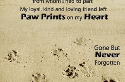 Memories of a four-legged friend and colleague