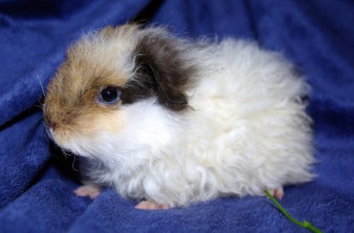 Merino guinea pig