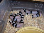 Milk snake