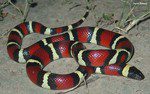 Milk snake