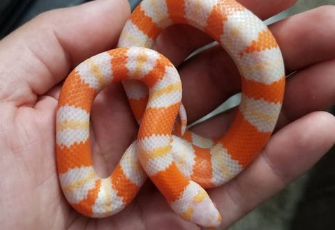 Milk snakes: maintenance and care at home