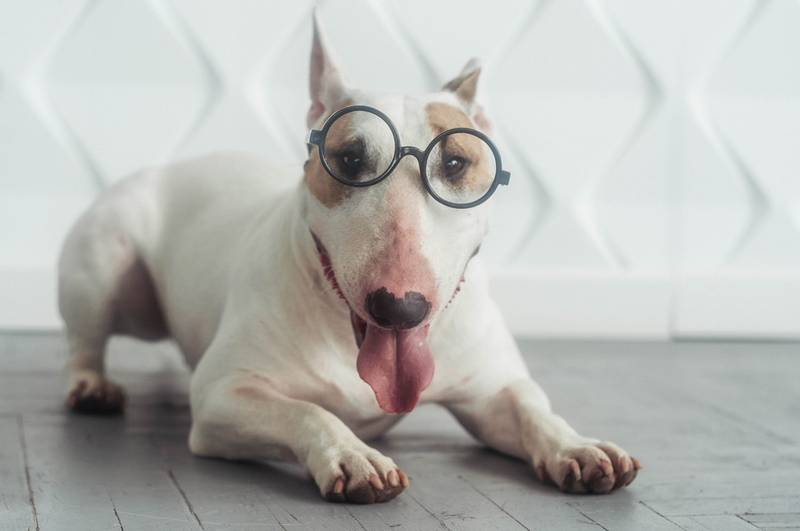 Bull Terrier Miniature in glasses