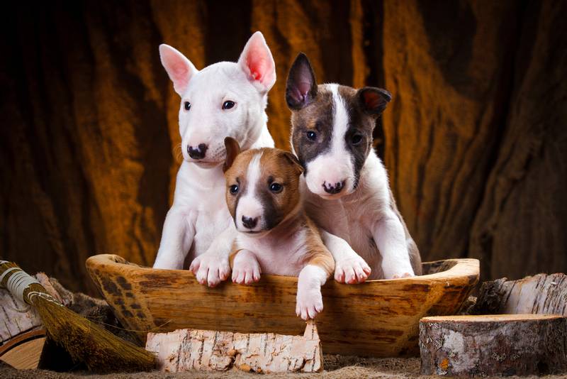 Bull Terrier Miniature puppies