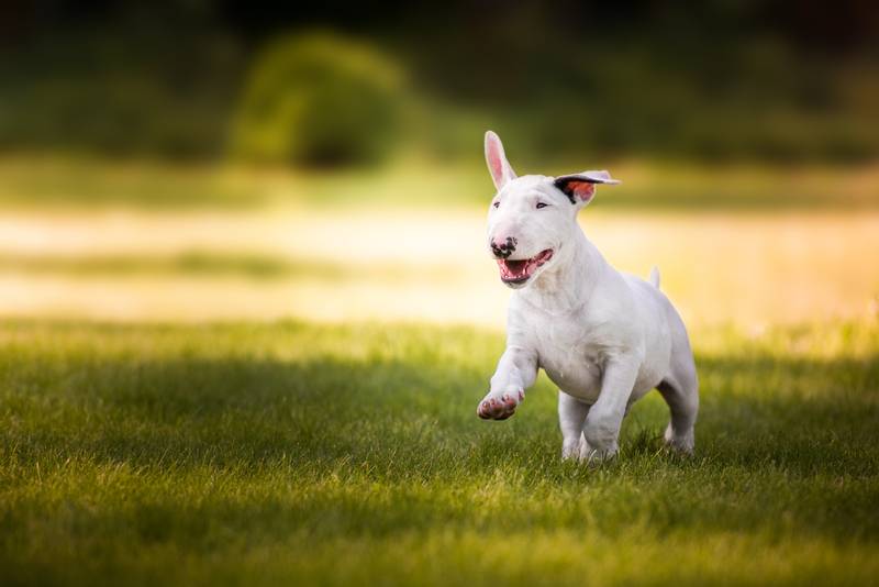 Bull Terrier Miniature running