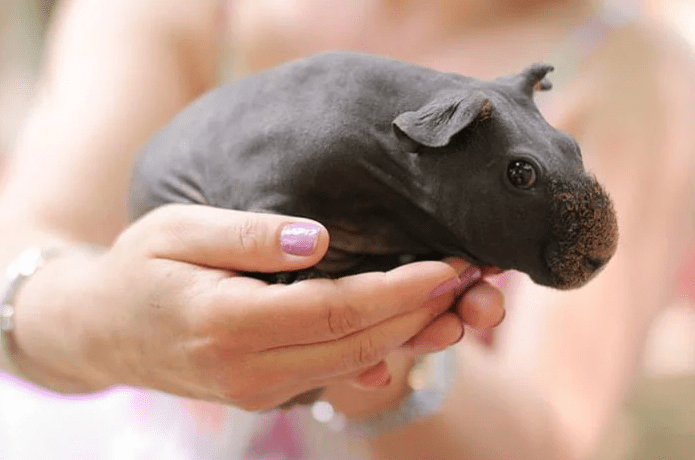 Miniature hippos - hairless guinea pigs (photo)