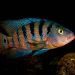 Hampsochromis