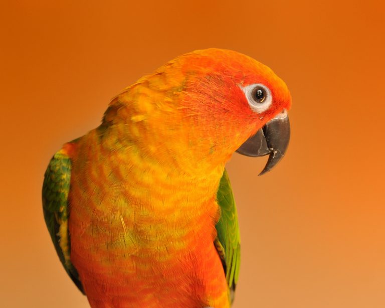 Molt in parrots
