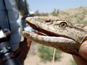 Monitor lizard gray