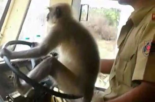 Monkey driving&#8230;a bus, funny video from India