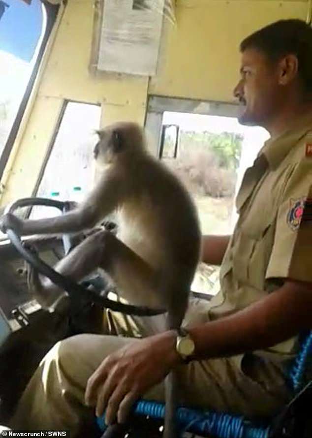 Monkey driving&#8230;a bus, funny video from India