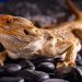 How to properly care for a clutch of lizards?