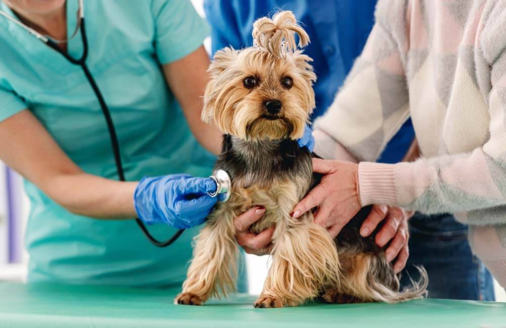 Mucus feces in dogs &#8211; causes and treatment