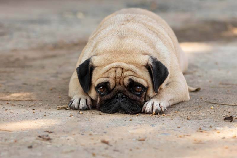 Mucus feces in dogs - causes and treatment