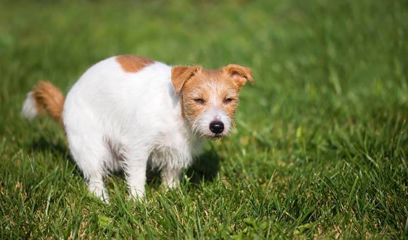 Mucus feces in dogs - causes and treatment