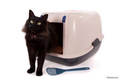 Mucus in the stool in cats &#8211; causes and treatment