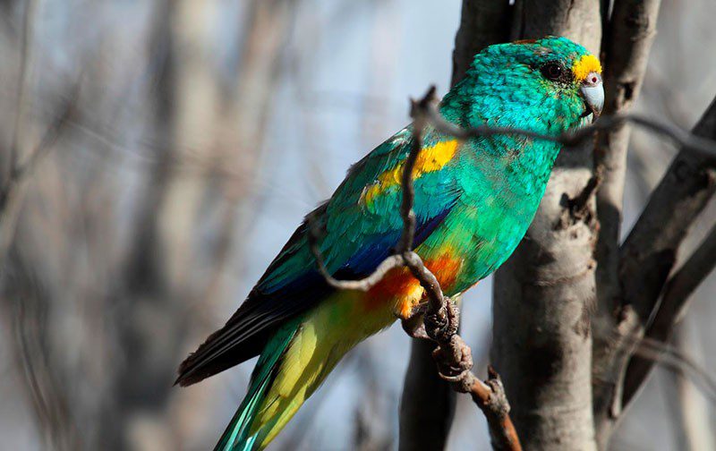 Multicolored flat-tailed parrot