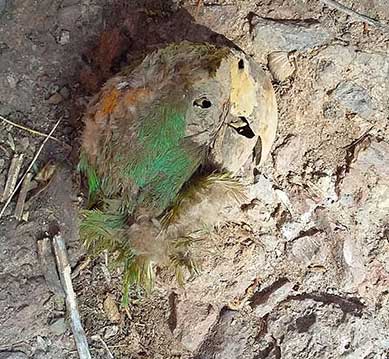 Mummified head of macaw parrot found in ancient grave