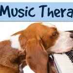 Music therapy for dogs: when can it help?